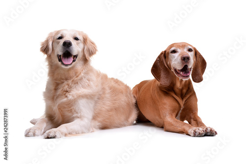 Studio shot of an adorable Golden Retriever and a hungarian vizsla © kisscsanad