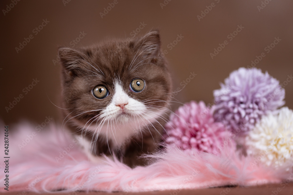 Obraz Cat baby Kitten BKH dwukolorowe kocie oczy