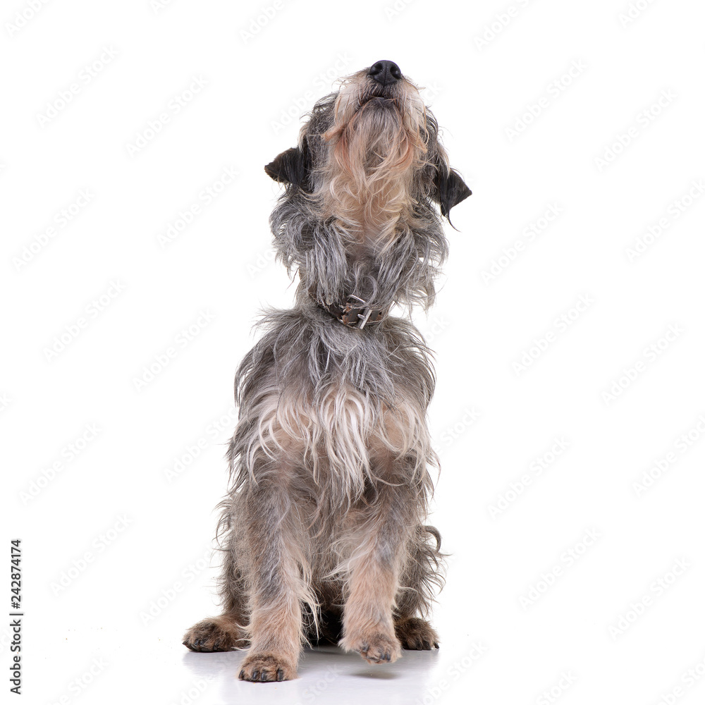 Studio shot of an adorable mixed breed dog