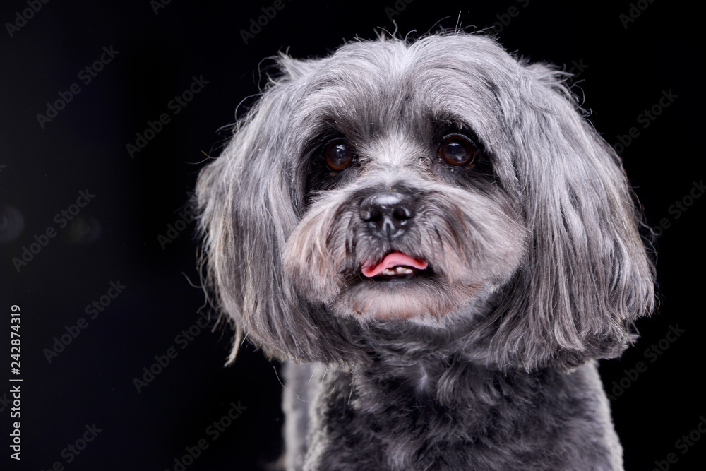 Portrait of an adorable havanese dog Portrait of an adorable havanese dog