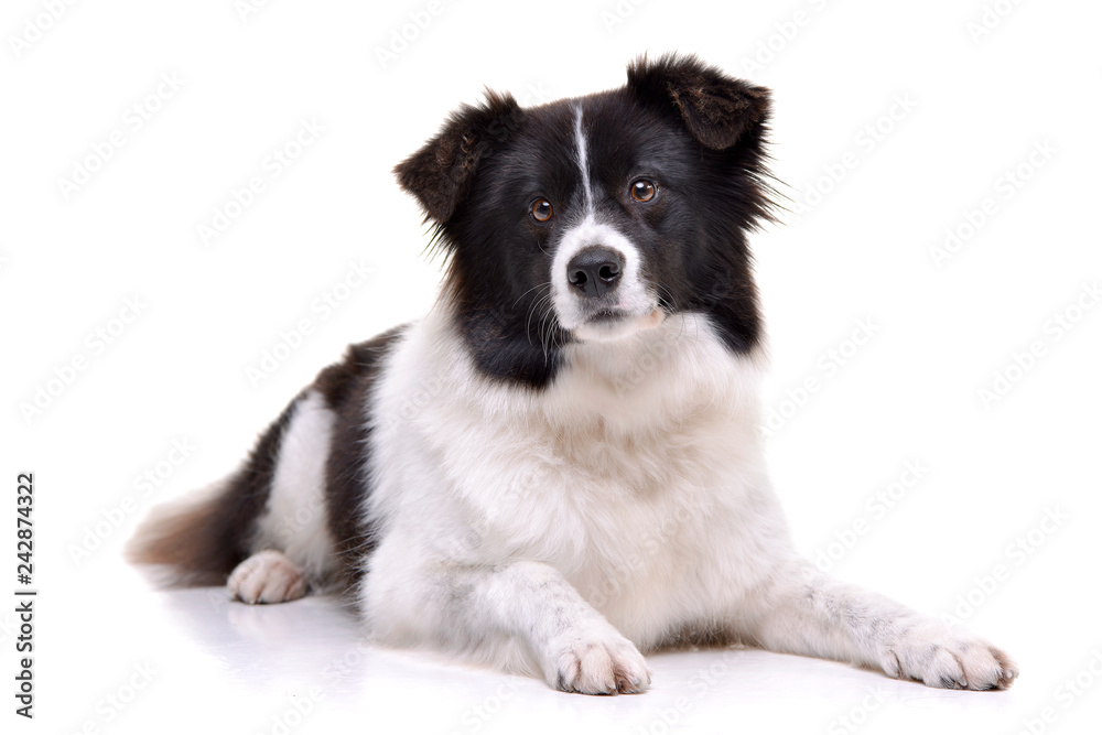 Studio shot of an adorable border collie