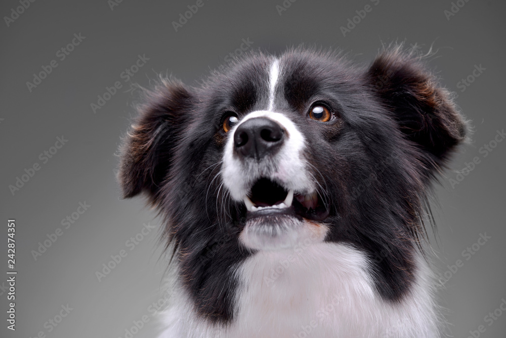 Portrait of an adorable border collie