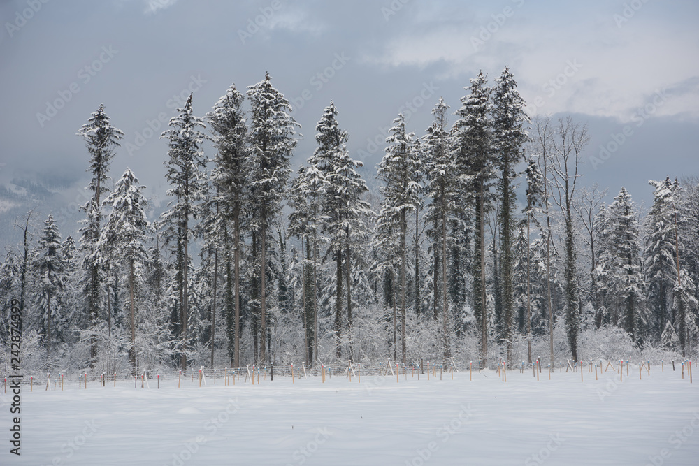 Winterwald im Schnee Winterwald im Schnee