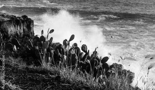 Black and white photo on the cliff which is located on the seashore grows a cactus