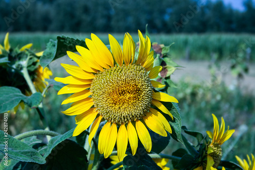 sunflower in field