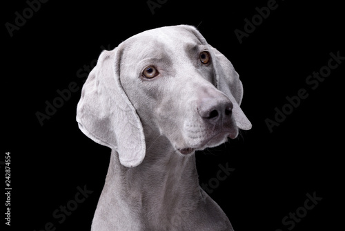 Wallpaper Mural Portrait of an adorable Weimaraner dog Torontodigital.ca