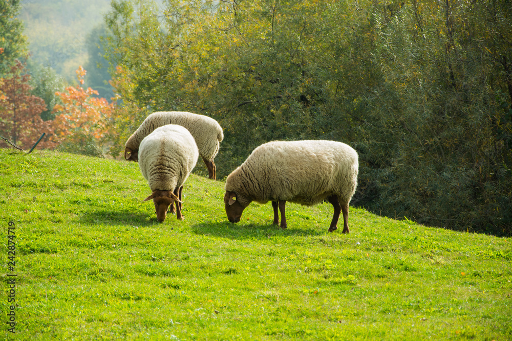 Farm with meny sheeps on green meadow Farm with meny sheeps on green meadow