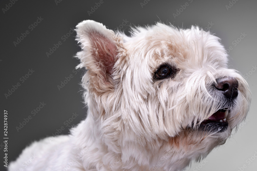 Portrait of an adorable West Highland White Terrier