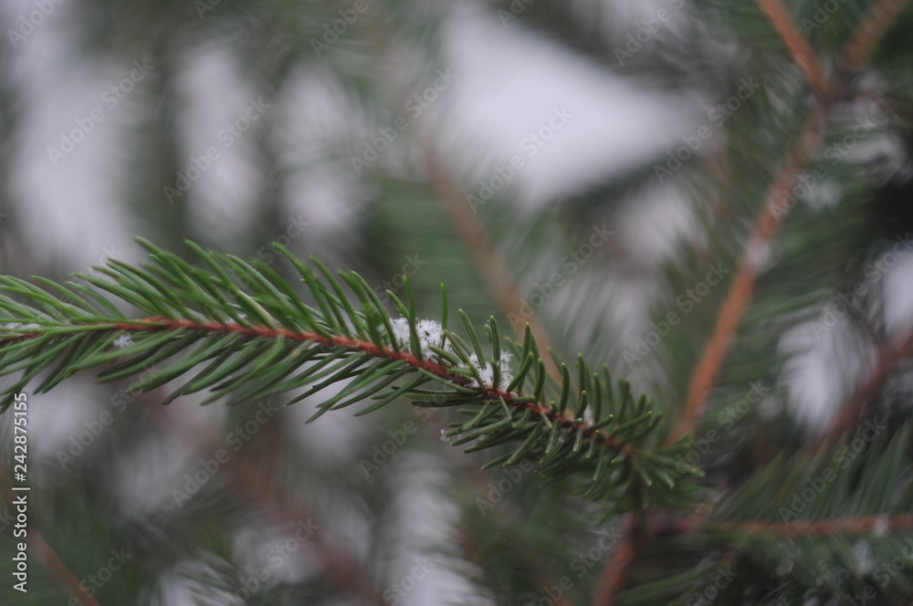 fir tree branch fir tree branch
