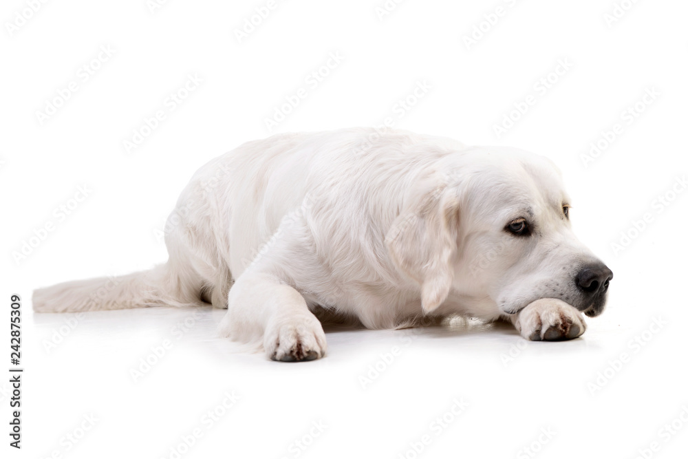 Studio shot of an adorable Golden retriever Studio shot of an adorable Golden retriever
