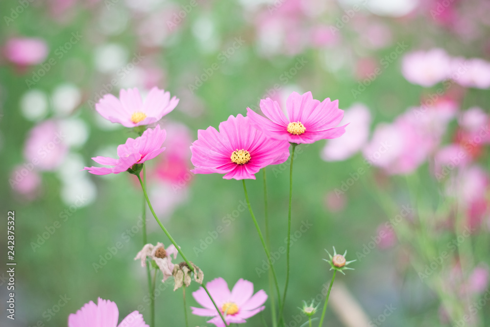 Cosmos Flowers in Garden Cosmos Flowers in Garden