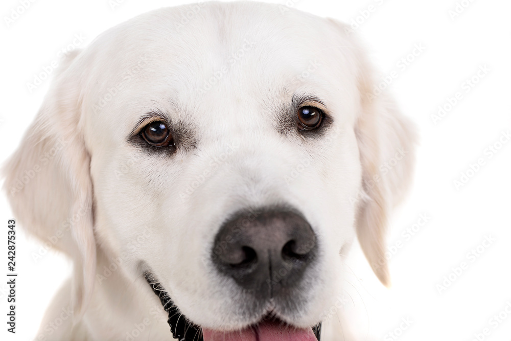 Portrait of an adorable Golden retriever Portrait of an adorable Golden retriever
