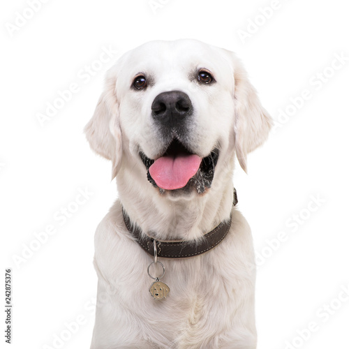Portrait of an adorable Golden retriever