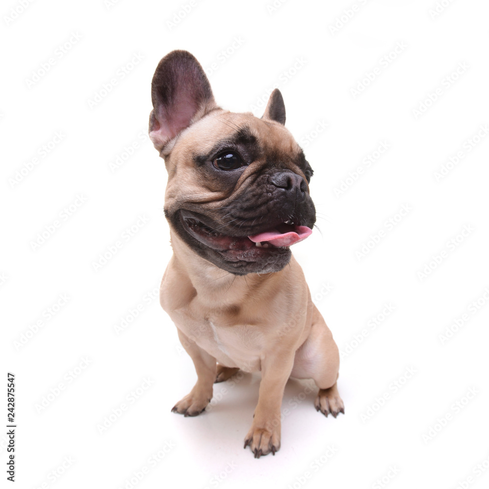 Wide angle shot of an adorable French bulldog Wide angle shot of an adorable French bulldog