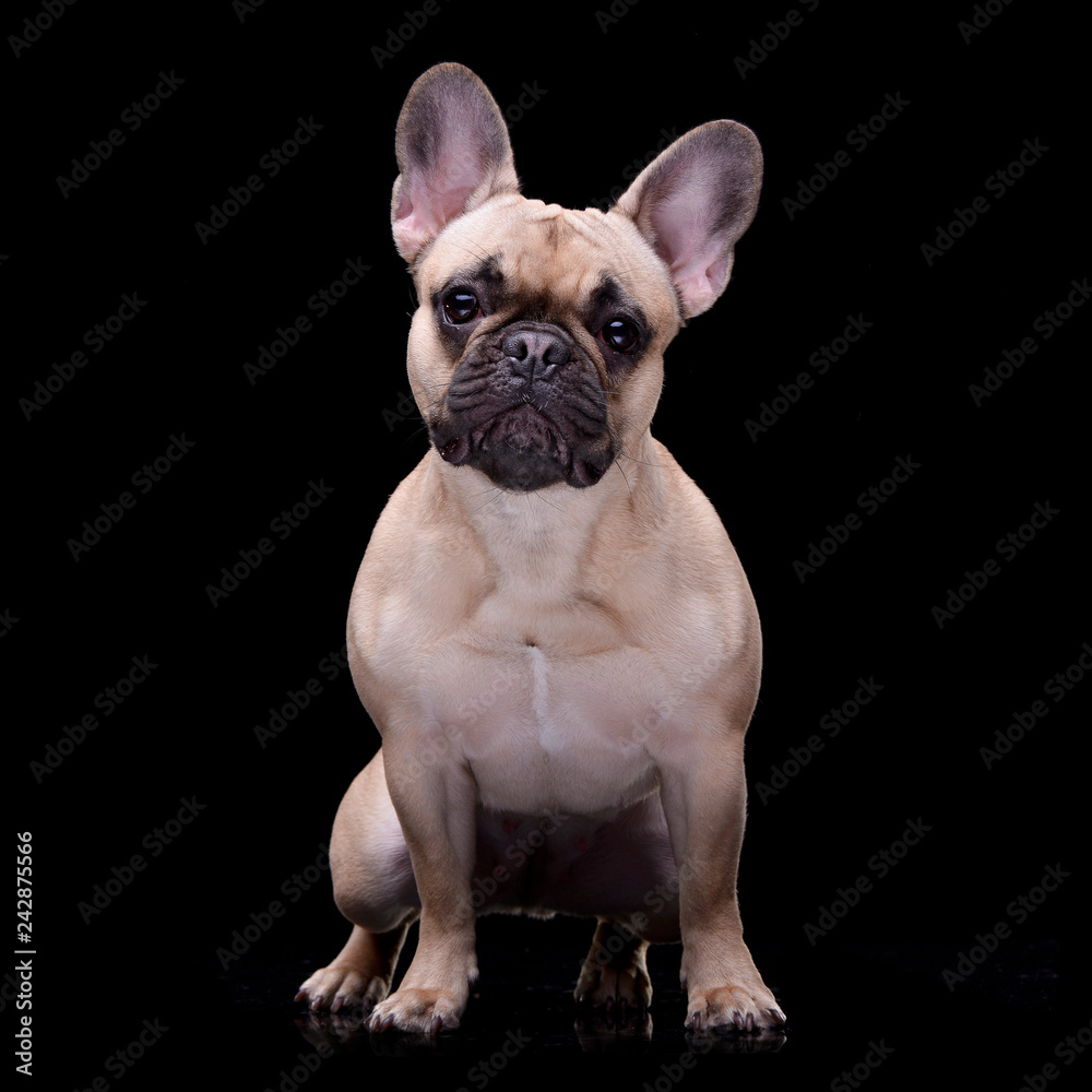 Studio shot of an adorable French bulldog