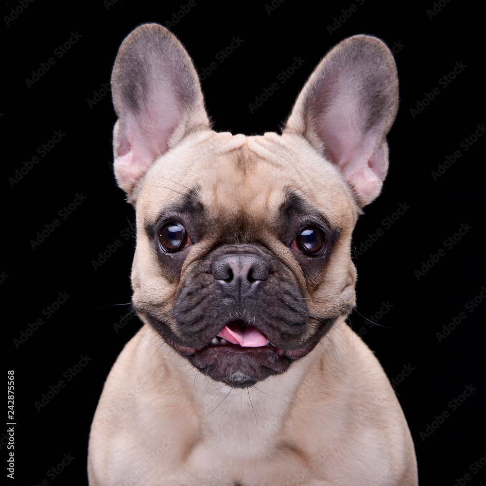 Portrait of an adorable French bulldog Portrait of an adorable French bulldog