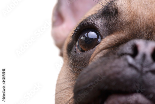 Wallpaper Mural Close portrait of an adorable French bulldog Torontodigital.ca