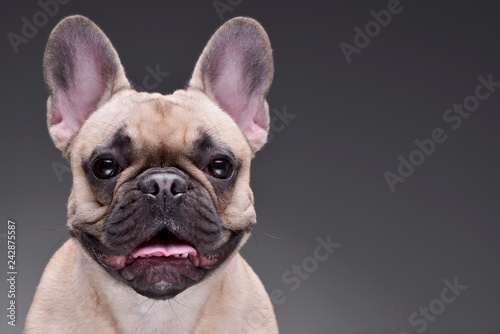 Canvas Print Portrait of an adorable French bulldog