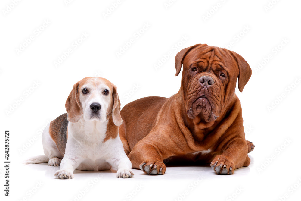 Obraz premium Studio shot of an adorable Dogue de Bordeaux and a beagle