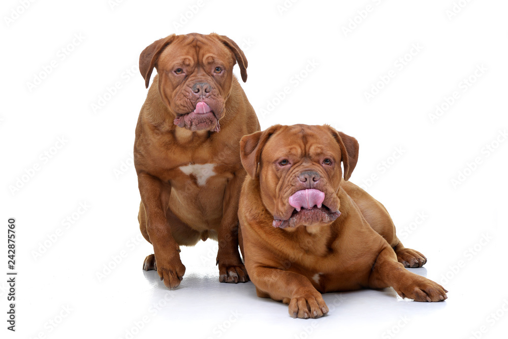 Fototapeta premium Studio shot of two adorable Dogue de Bordeaux