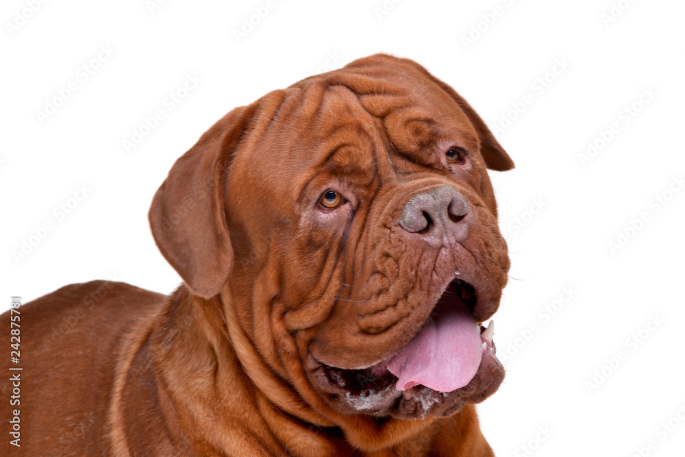 Portrait of an adorable Dogue de Bordeaux Portrait of an adorable Dogue de Bordeaux