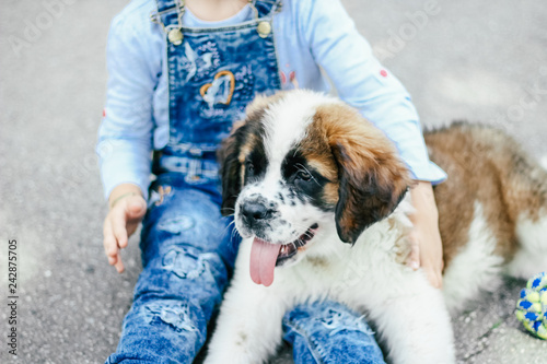 St. Bernard puppy with a child photo