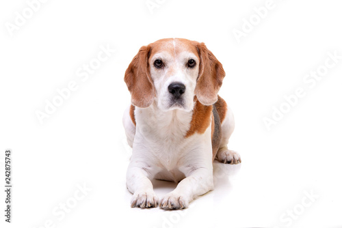 Studio shot of an adorable beagle