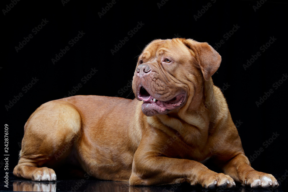 Studio shot of an adorable Dogue de Bordeaux