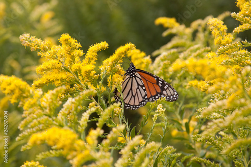 butterfly with goldenrod photo