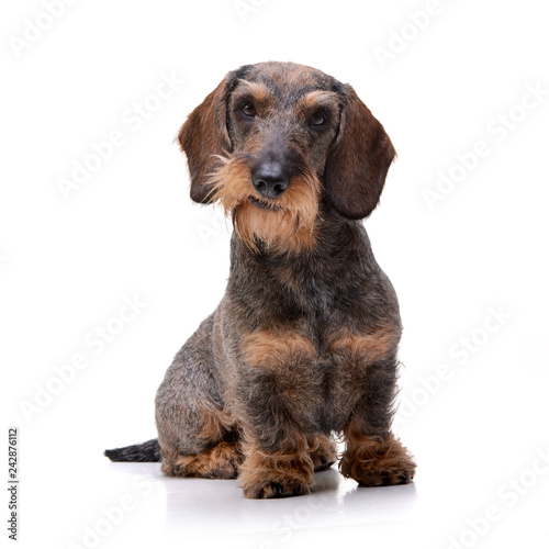 Studio shot of an adorable Dachshund