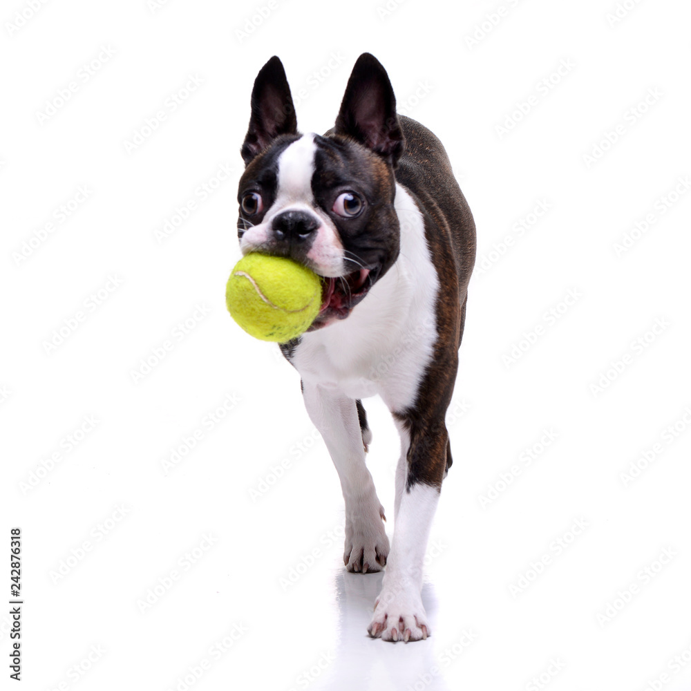 An adorable Boston Terrier playing with a tennis ball - obrazy, fototapety, plakaty 