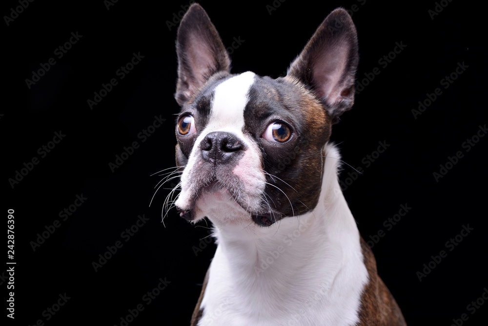 Portrait of an adorable Boston Terrier