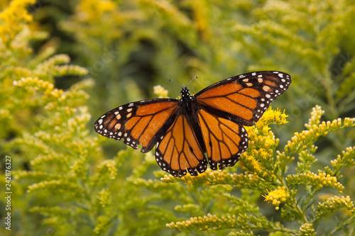 monarch butterfly with yellow flowers © fgsmiles
