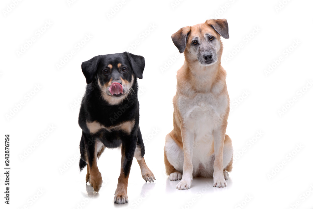 Fototapeta premium Studio shot of two adorable mixed breed dog