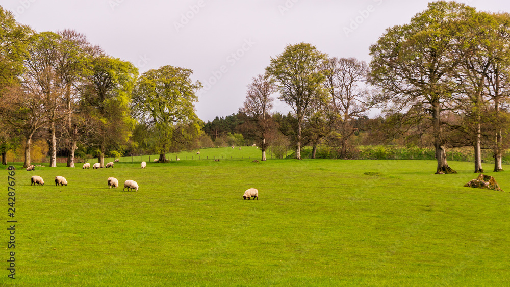 Picturesque Irish landscape with sheep grazing on a green meadow bordered by trees on a Spring day. Countryside scene in County Dublin, Ireland. Picturesque Irish landscape with sheep grazing on a green meadow bordered by trees on a Spring day. Countryside scene in County Dublin, Ireland.