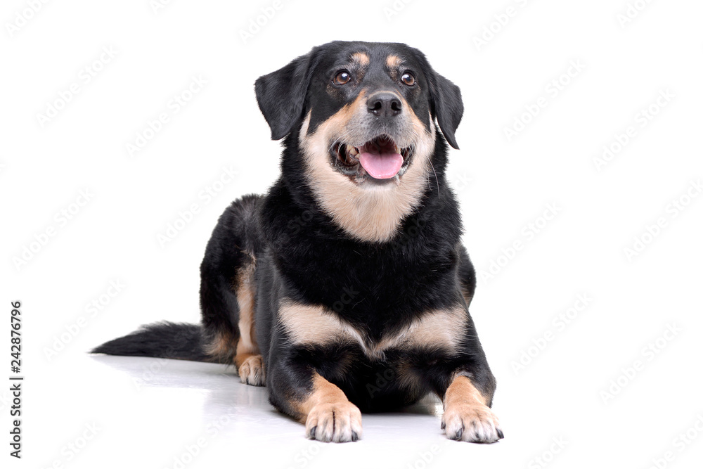 Studio shot of an adorable mixed breed dog Studio shot of an adorable mixed breed dog