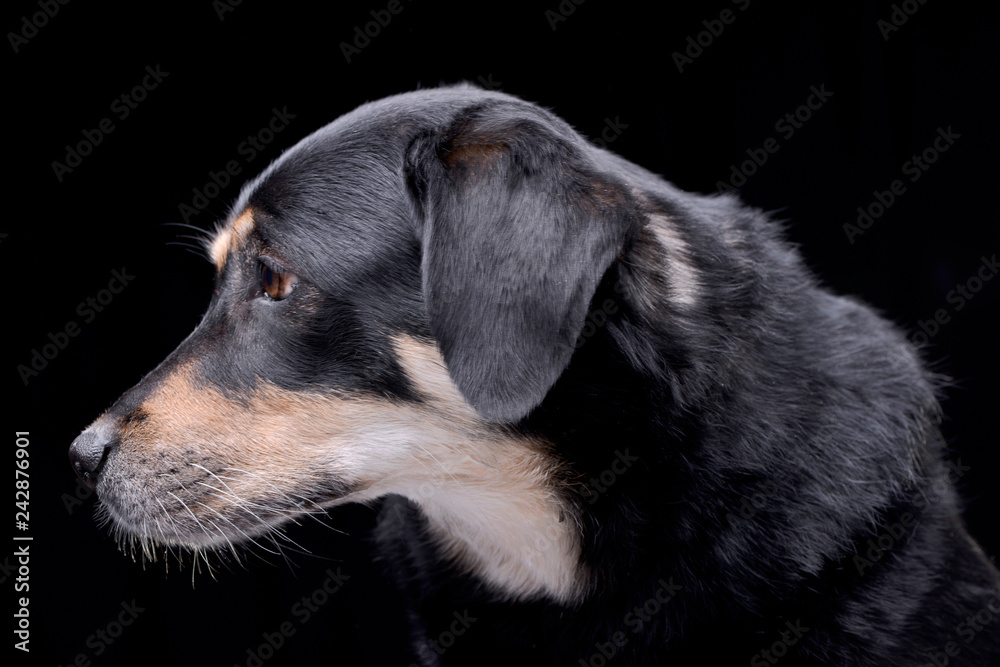 Portrait of an adorable mixed breed dog Portrait of an adorable mixed breed dog