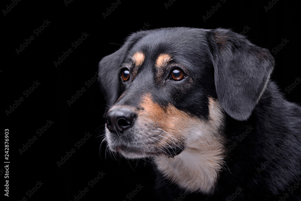 Portrait of an adorable mixed breed dog Portrait of an adorable mixed breed dog