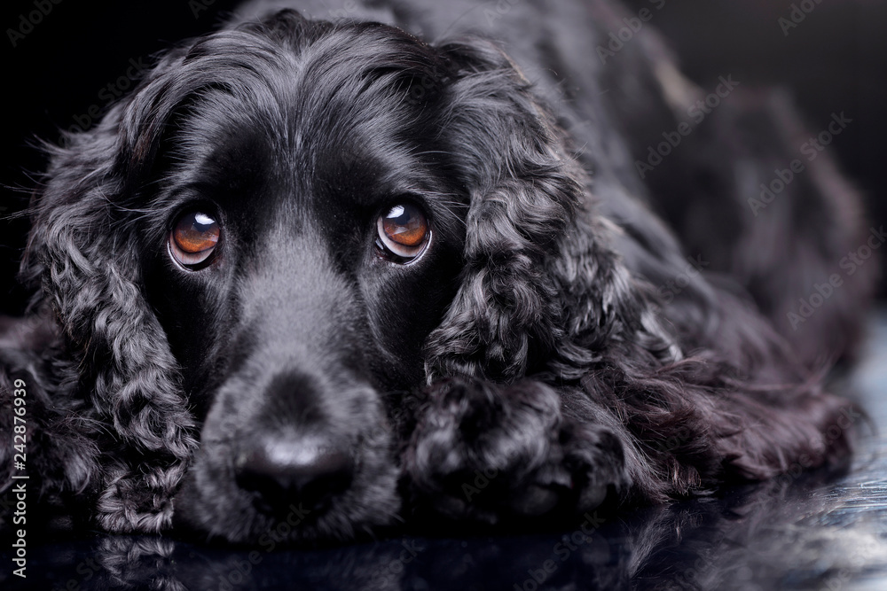 Portrait of an adorable English Cocker Spaniel Portrait of an adorable English Cocker Spaniel