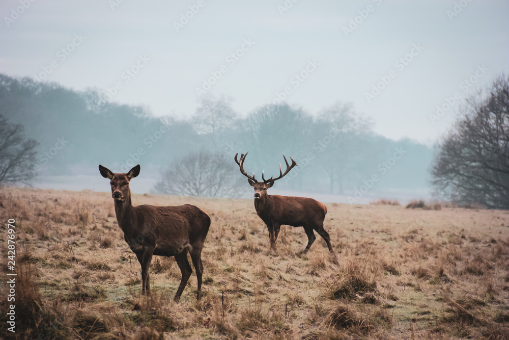 Obraz Couple of wary deers - doe and stag