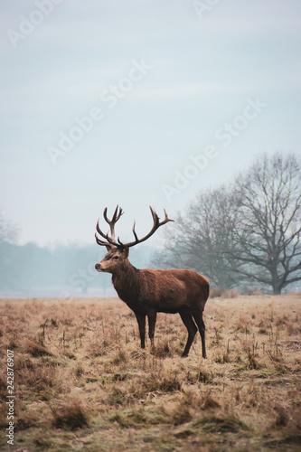 Deer with detailed antlers in Richmond Park