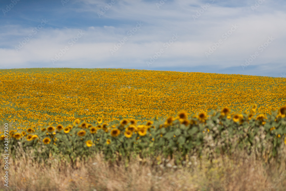 Sunflower Field