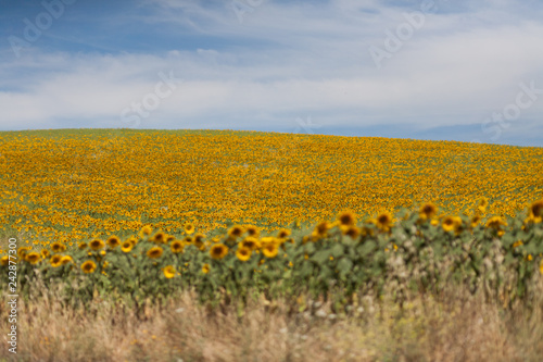 Sunflower Field © psousa5