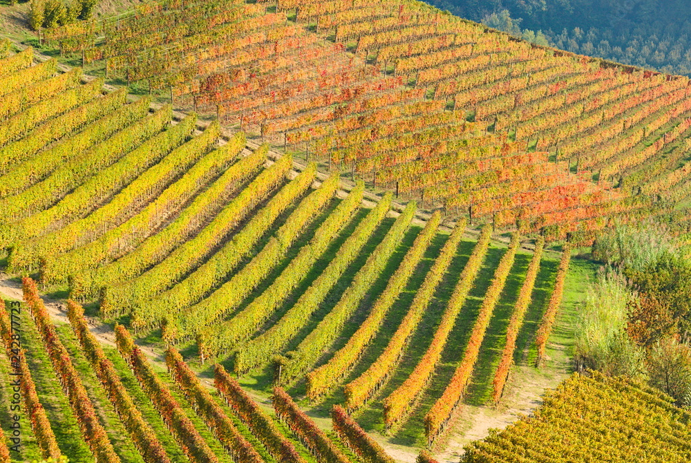 Autumn landscape on grapevine crops in the Langhe vineyards, Piedmont, Italy