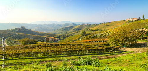 View on rows of vineyards and country villages in autumn in the Langhe region  Piedmont  Italy