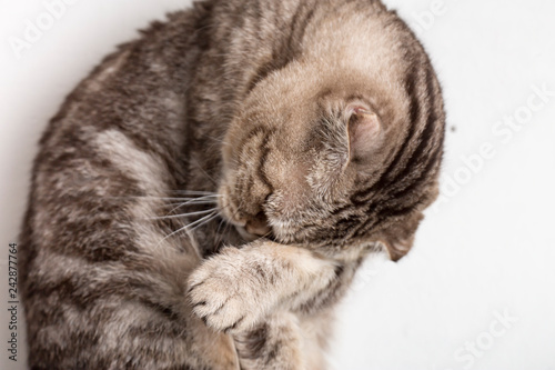 Cute sad cat Scottish Fold makes facepalm movement. Close-up.