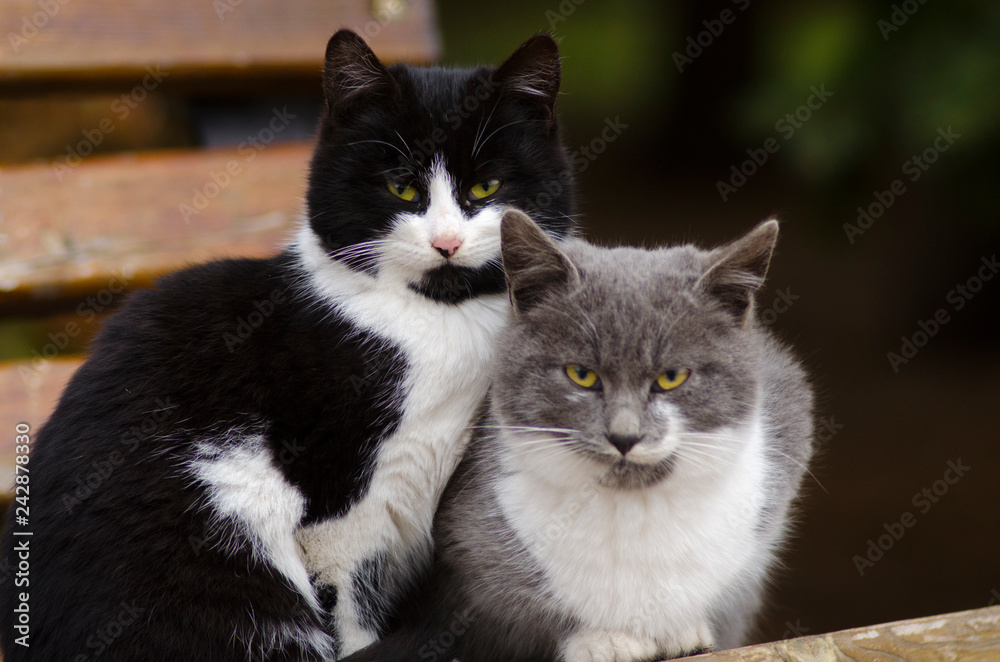 two homeless kittens are sitting on a bench two homeless kittens are sitting on a bench