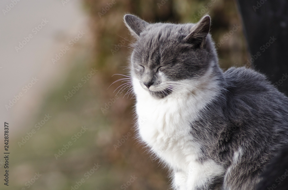 kitty portrait with closed eyes