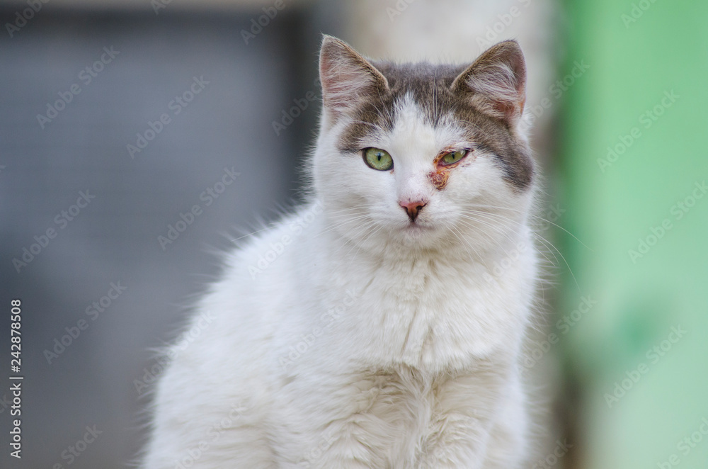 sick street, homeless kitten