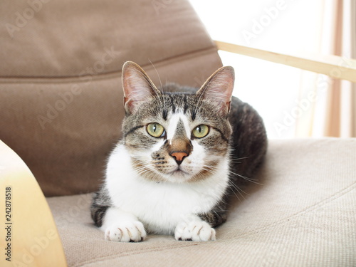 椅子の上でくつろぐ猫